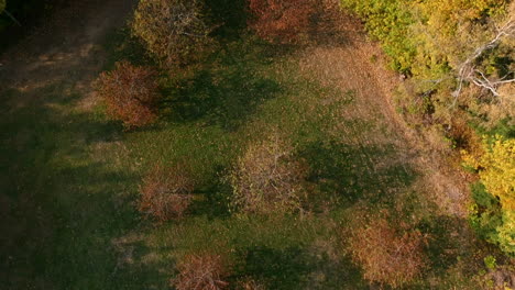 birdseye view of a forest clearing, black forest, germany
