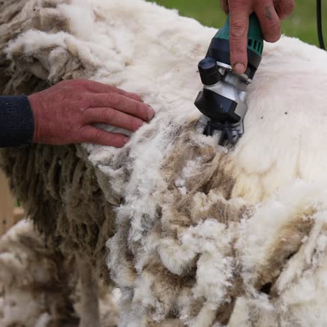 Shearing sheep on a farm. Soft wool is cutting by a special equipment for shearing sheep. Farmer is cutting wool from sheep outdoors
