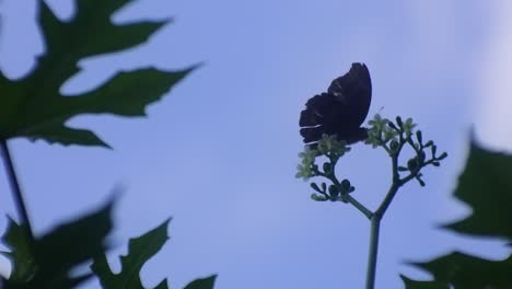 butterfly perched on a flower in the wild forest, blue sky background, insect hd video