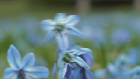 藍色的雪花在強風中搖動