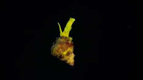 wentle trap snail hanging in open water during a night dive