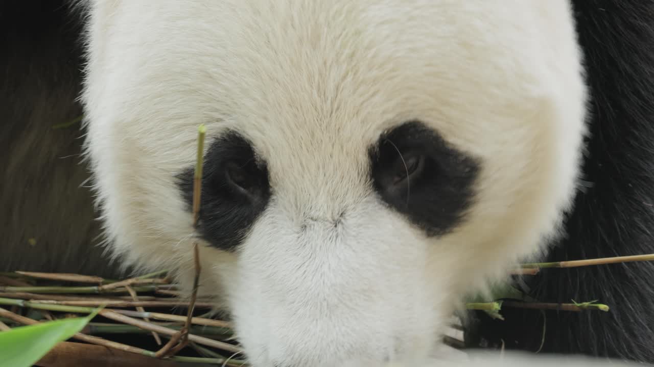 el panda gigante (ailuropoda melanoleuca) también conocido como el oso panda o simplemente el panda, es un oso nativo del sur de china central.