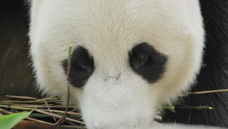 Der-Große-Panda-(Ailuropoda-Melanoleuca),-Auch-Pandabär-Oder-Einfach-Panda-Genannt,-Ist-Ein-Im-Süden-Zentralchinas-Beheimateter-Bär.