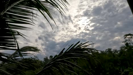 coconut tree leaves swaying in the wind, overcast sky background