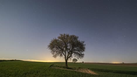 tree growing in field under starry sky