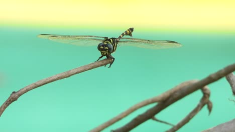libélula de nivel esperando para la caza