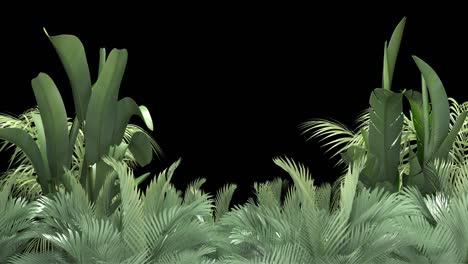 tropical plant on an black background
