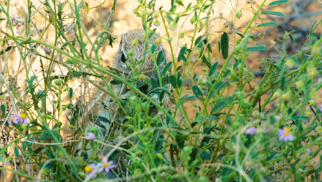 fotografía en cámara lenta de una ardilla de tierra sudafricana que se alimenta de un arbusto verde