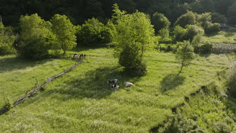 dairy cattle lying on the green grass at summer in daba, georgia