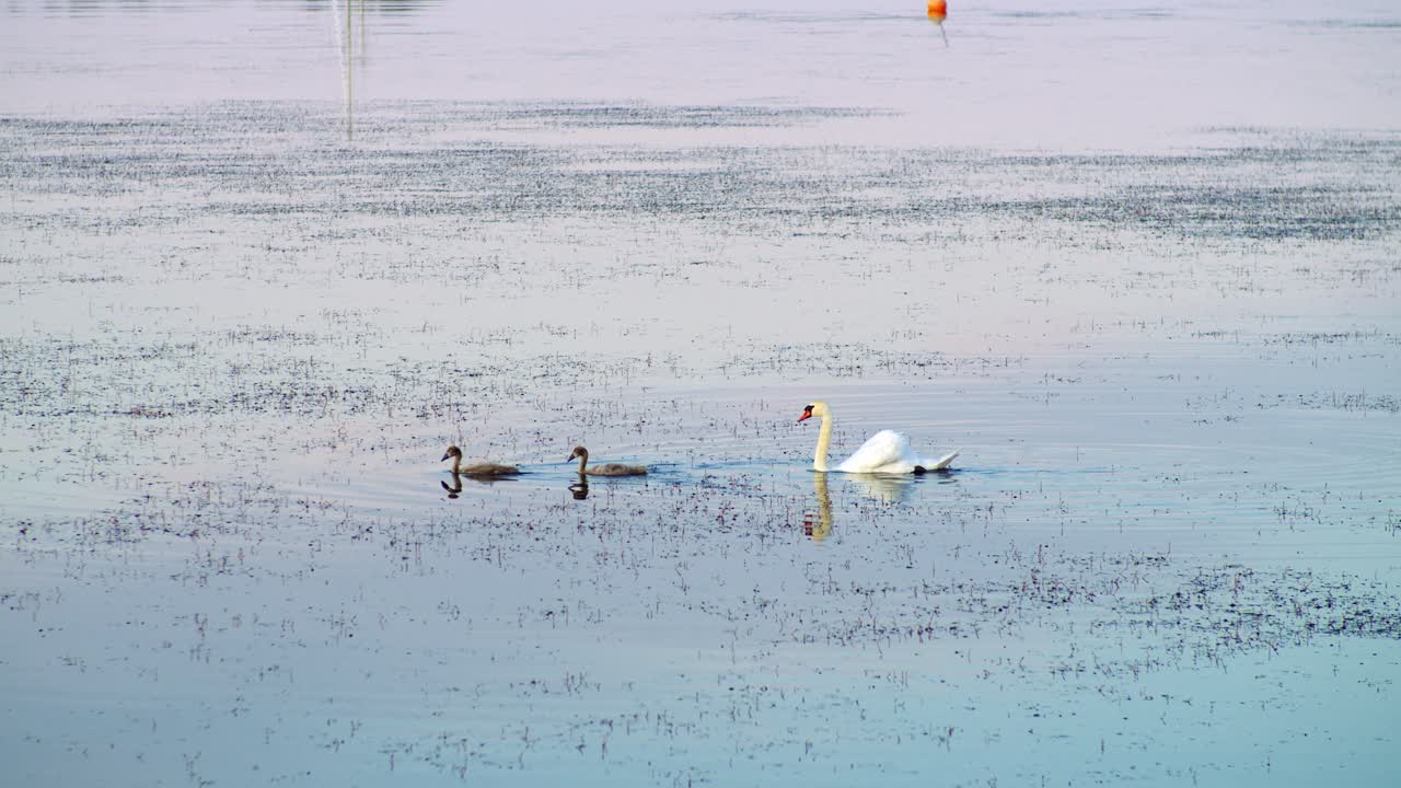 juniskär 스웨덴에서 연속으로 수영하는 백조 가족