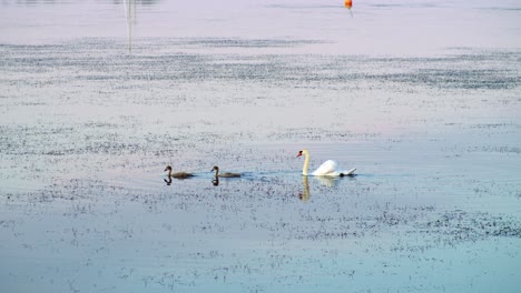 Familia-De-Cisnes-Nadando-En-Fila-En-Juniskär-Suecia