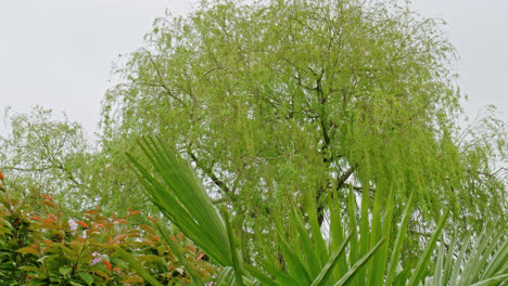 Palm-tree-swaying-in-the-summer-breeze-with-a-Weeping-Willow-tree-in-the-background