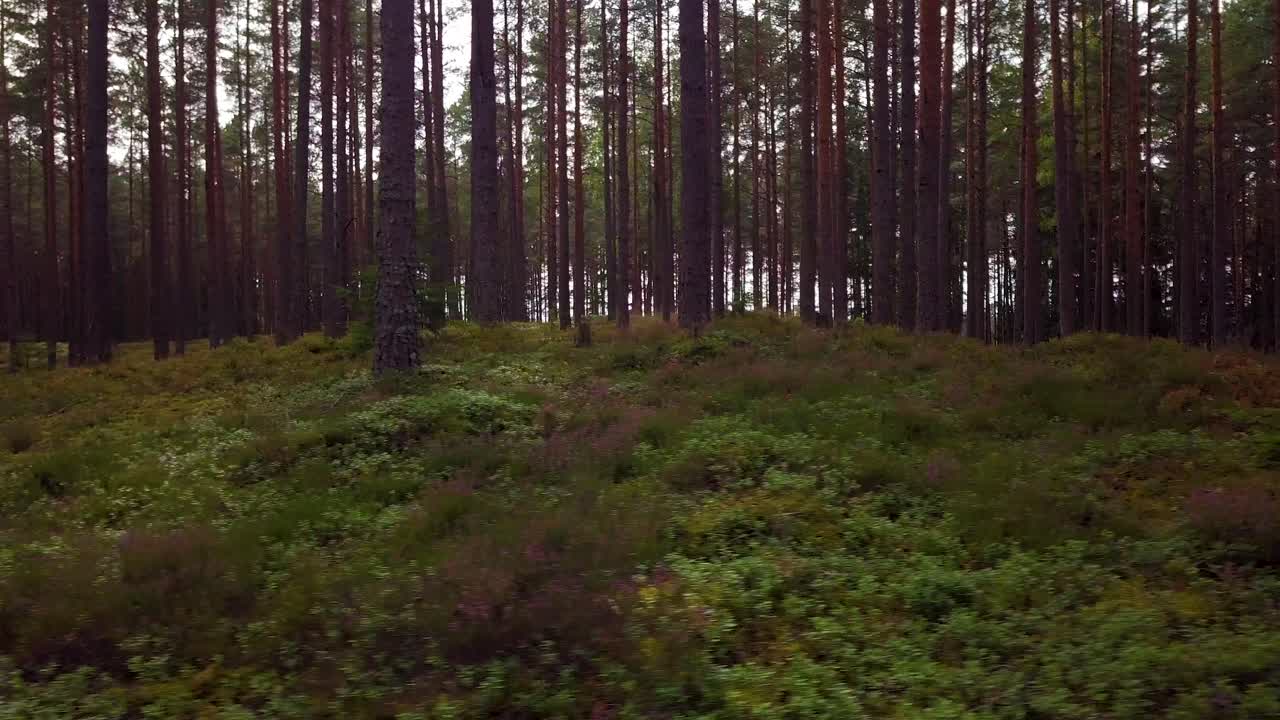 bosque de pinos silvestres con musgo verde y brezo debajo de los árboles, tiro aéreo lento moviéndose bajo entre los árboles, día soleado de otoño, rayos solares y sombras, tiro de muñeca de drones de gran angular bajo moviéndose a la derecha