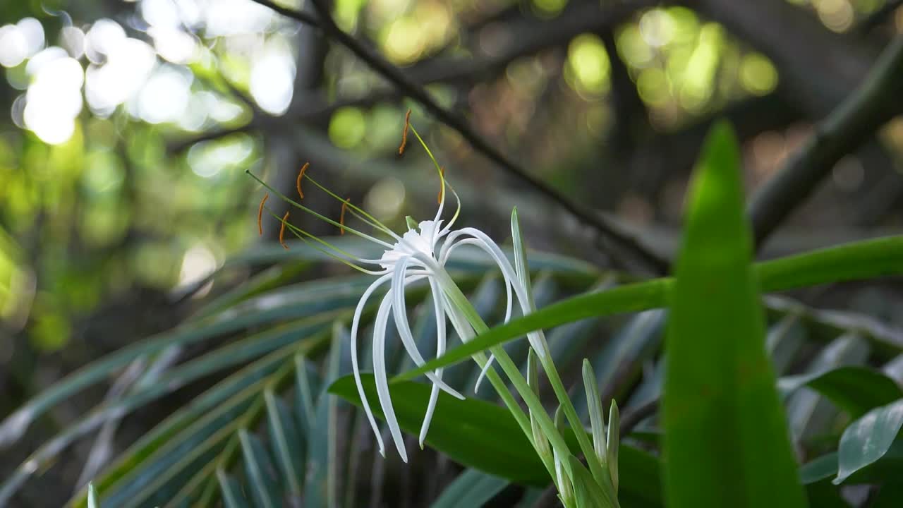 독 전구 crinum asiaticum 하와이에서 피는