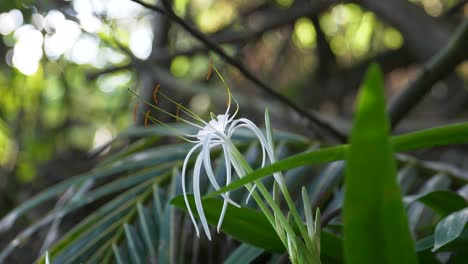 bombilla venenosa crinum asiaticum que florece en hawaii