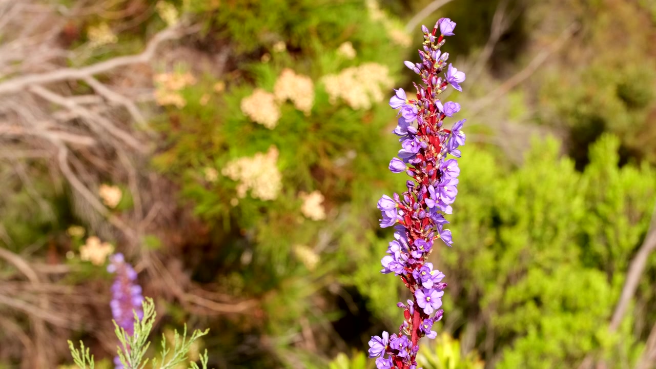 Blue Sceptre Aristea capitata ondeggiano nella brezza sul versante della montagna nel bioma del fynbos