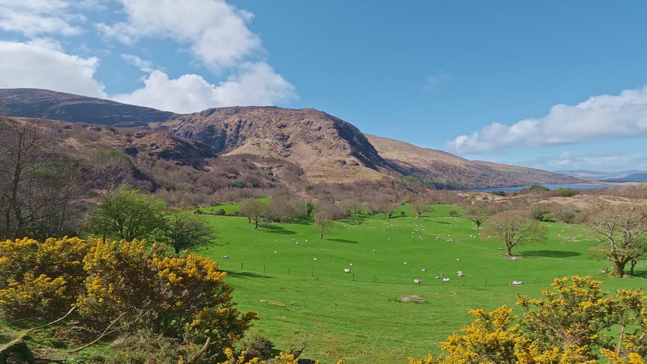 Panoramica di montagne e pascoli irlandesi in primavera con pecore al pascolo in un paesaggio naturale, Kerry, Irlanda, luoghi epici.