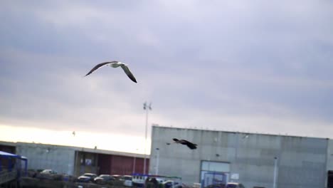 Slow-motion-tracking-shot-of-a-sea-gull-flying-around-in-the-port-of-Puerto-Barbate