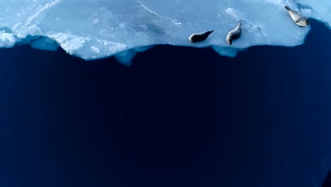 beautiful aerial view over seals on white ice floe in iceland. seals are next to the blue sea.