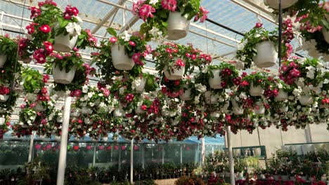 flores y plantas en una gran tienda de jardín a cámara lenta