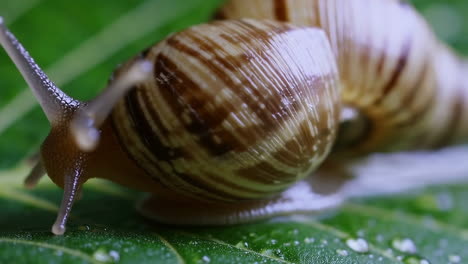close-up of a snail on a green leaf with water droplets
