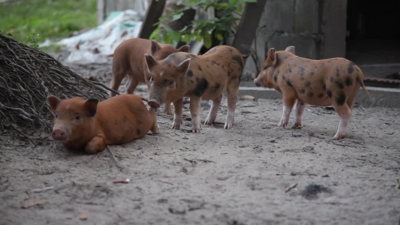 Curious baby piglets in a pig pen on Koh Phangan, Thailand.