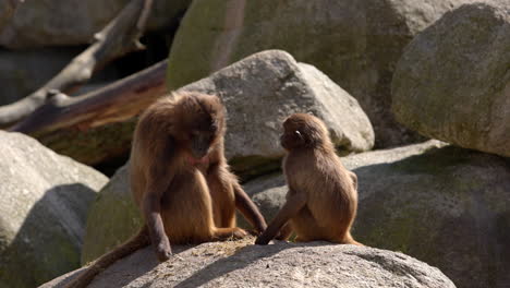 monkey mother and child sitting on stein in zoo looking around in beautiful spring morning mood