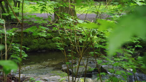 arroyo en el bosque alejándose