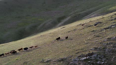 a cow herd walking on a grass-covered mountain ridge in mongolia, ulaanbaatar, in the töv province