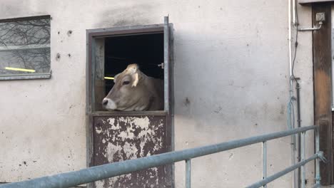 Cow-Looking-Out-From-Door-Of-At-A-Farm-With-Metal-Railings-In-The-Foreground