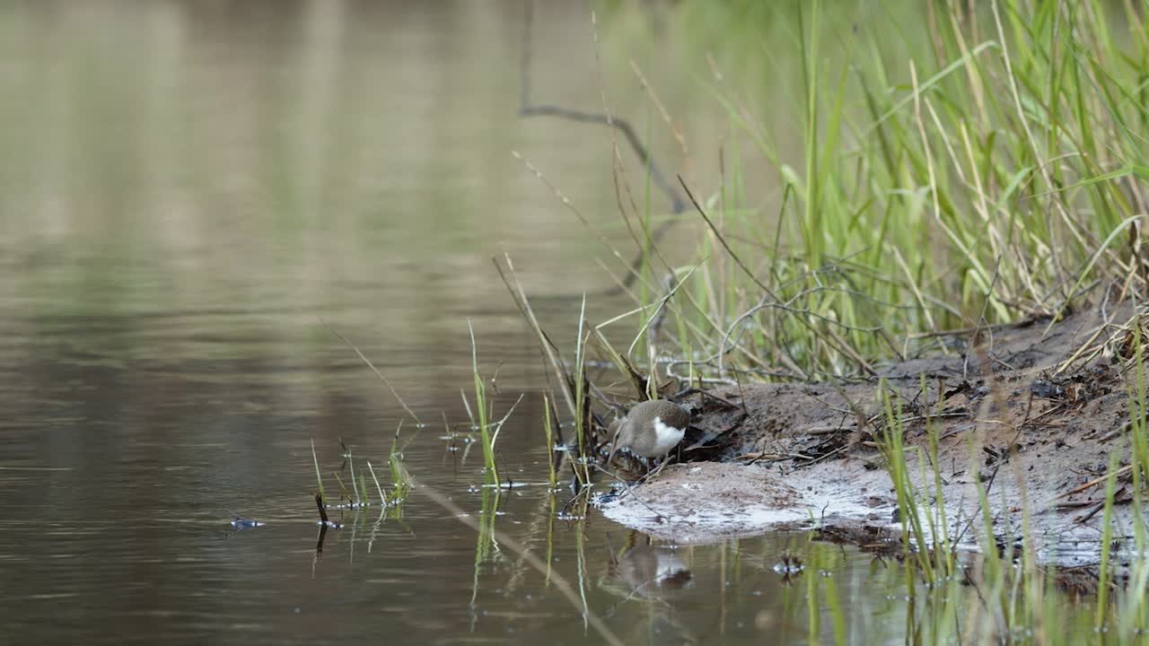Almindelig mudderklire leder efter føde i mudderet ved flodbredden om foråret