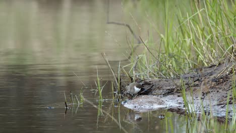 La-Lavandera-Común-Está-Buscando-Comida-En-El-Barro-De-La-Orilla-Del-Río-En-Primavera