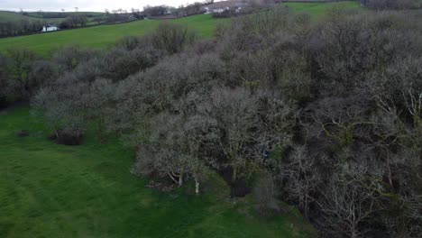 vuelo aéreo sobre árboles de invierno ingleses en campo de hierba verde