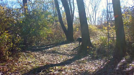 Farm-dog-walking-along-a-game-trail-through-the-woods-on-a-bright-day-in-early-winter-in-the-American-Midwest