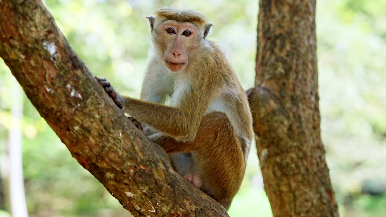 Close view of a toque macaque monkey resting on a tree trunk in Sri Lanka, its golden fur and expressive face lit by soft filtered sunlight.