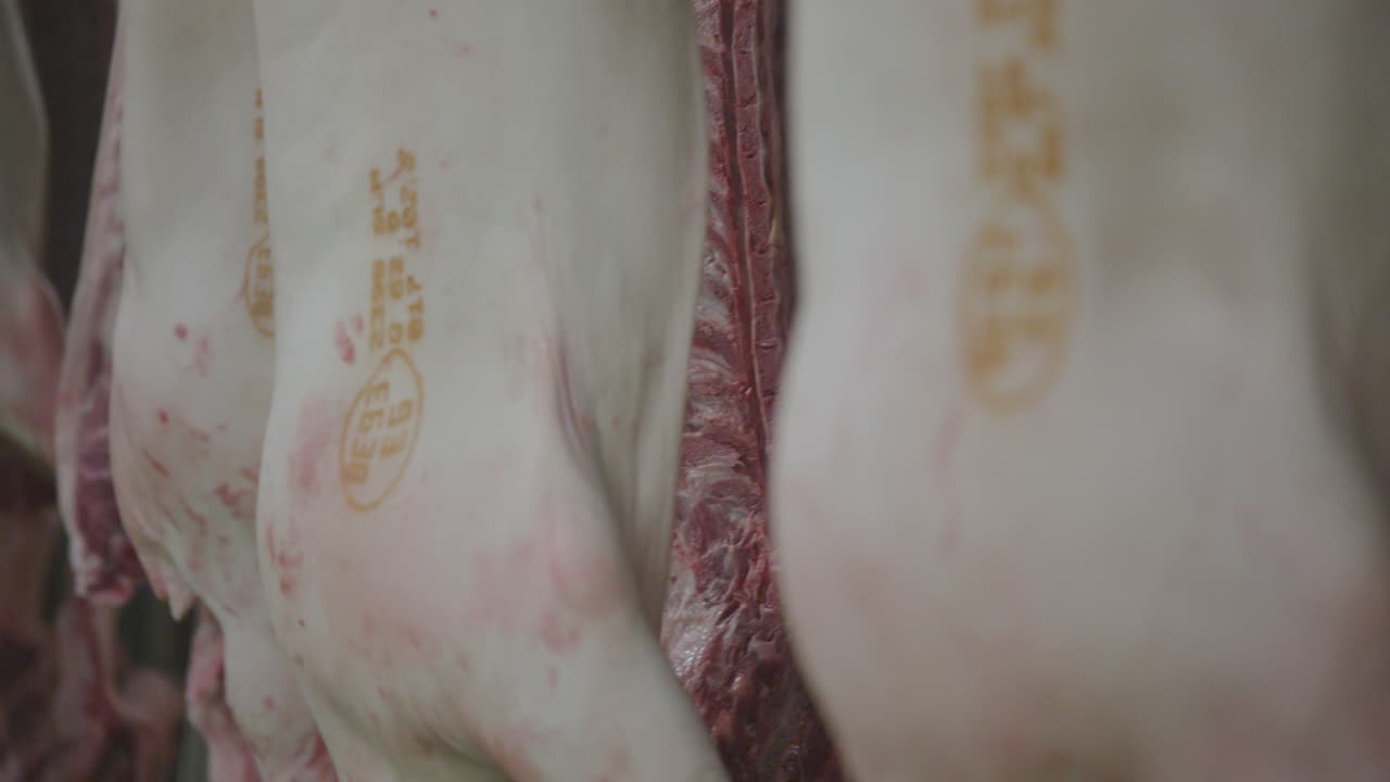 운송 컨베이어 벨트에서 이동하는 장막이 없는 돼지 사체