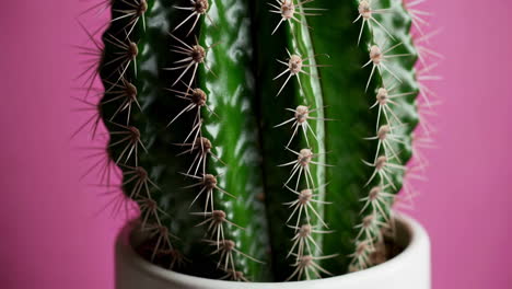 close-up of a cactus with thorns in a pot
