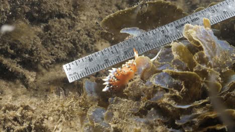 a marine scientist measures a colourful sea slug nudibranch on a field research study