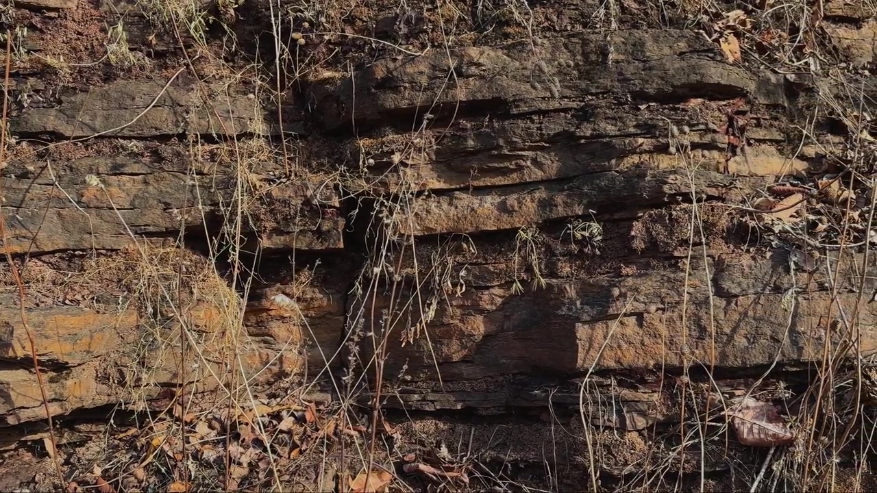 Carrellata che si muove attraverso strati di roccia sedimentaria esposti con erba secca e lettiera di foglie sparse che evidenzia trame geologiche, modelli di erosione e formazioni naturali di scogliere