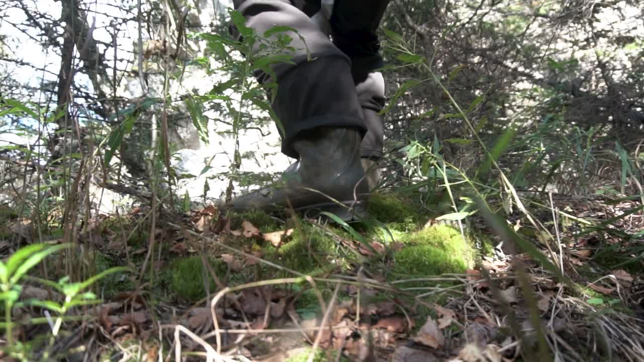Person Hiking in Forest