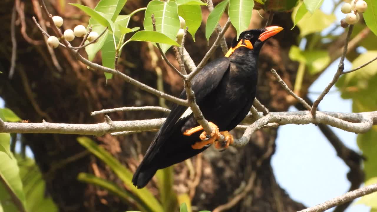 common hill myna in tree .