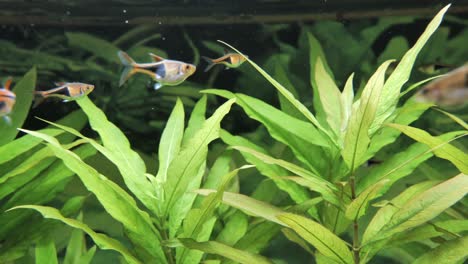 static shot of many fish swimming between water plants underwater in aquarium lighting by spots