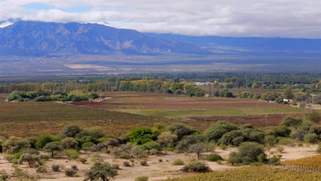 Vineyards-align-harmoniously-against-the-majestic-backdrop-of-the-Andes-Mountains-in-Cafayate,-Salta,-Argentina,-in-a-breathtaking-scene