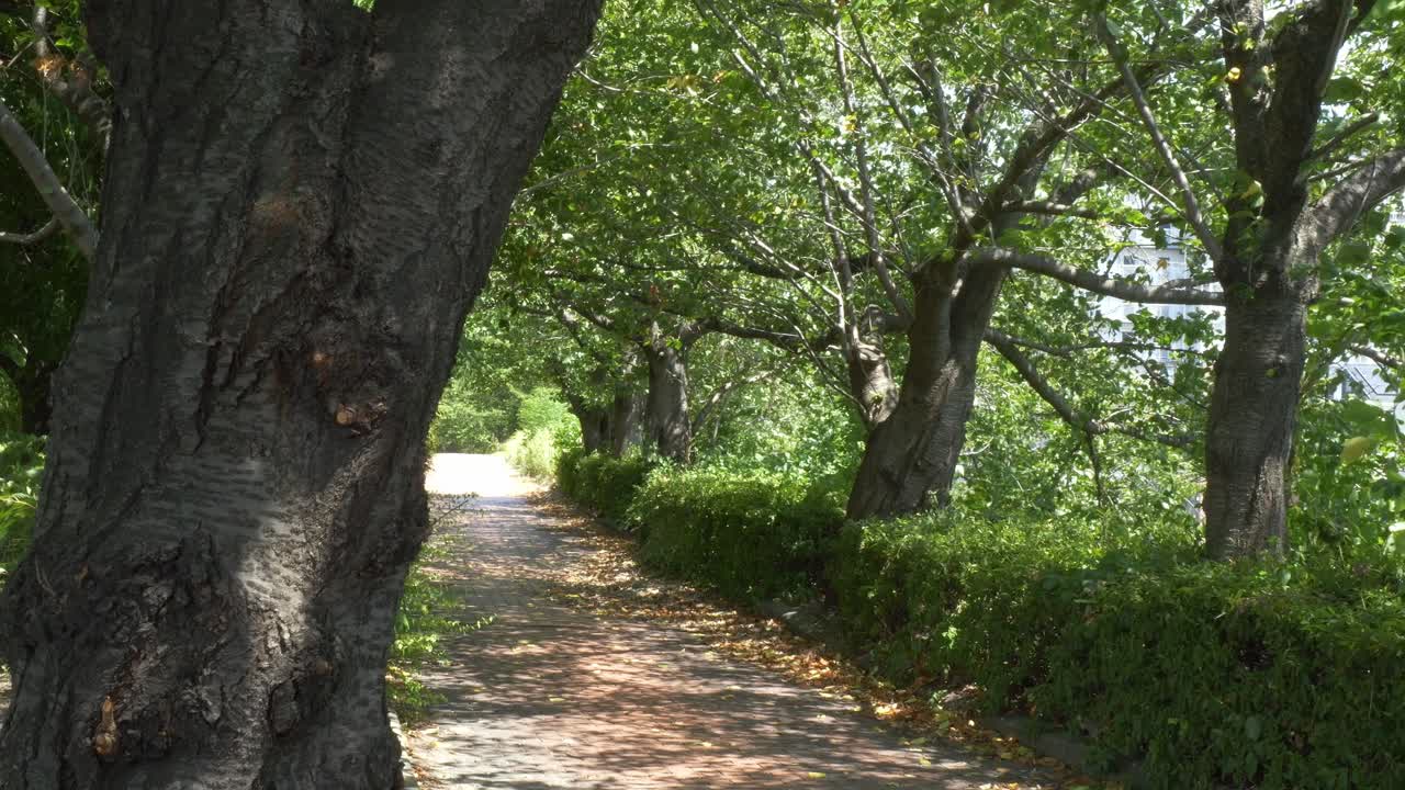 Tree-lined Path On A Windy Summer Day In Yodogawa Riverside National Park, Osaka, Japan. - wide shot