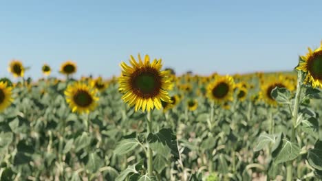 campo de girasoles en tiempo soleado