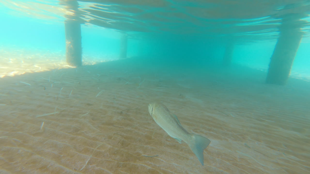 A European seabass fish swimming under a pier bridge in the sea