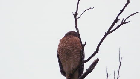 Red-shouldered-hawk-perched-on-a-large,-barren-branch-in-the-pouring-rain