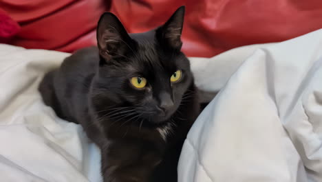 black cat lying on soft material, close up motion backward view