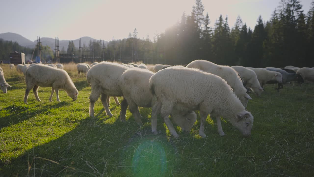 rebaño de ovejas pastando en los prados de los alpes en un día soleado