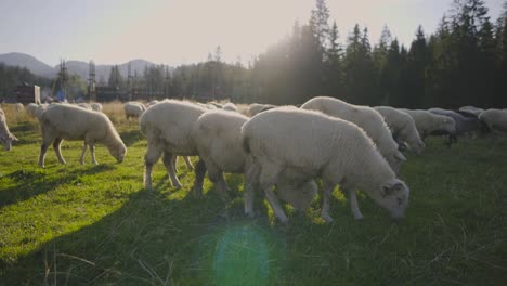 Herd-of-sheep-grazing-in-the-meadows-on-the-Alps-on-a-sunny-day